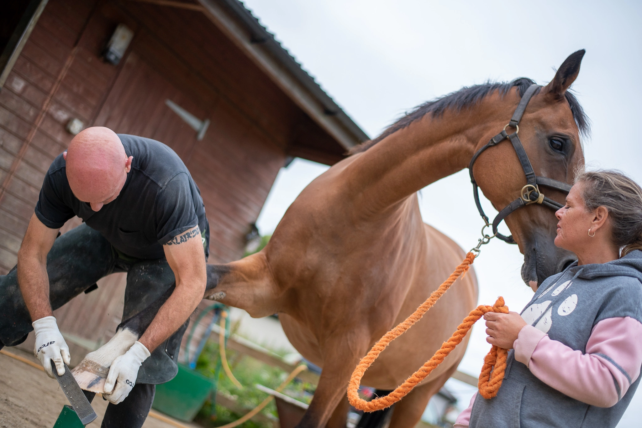 Relaxed horse getting its barefoot hooves trimmed