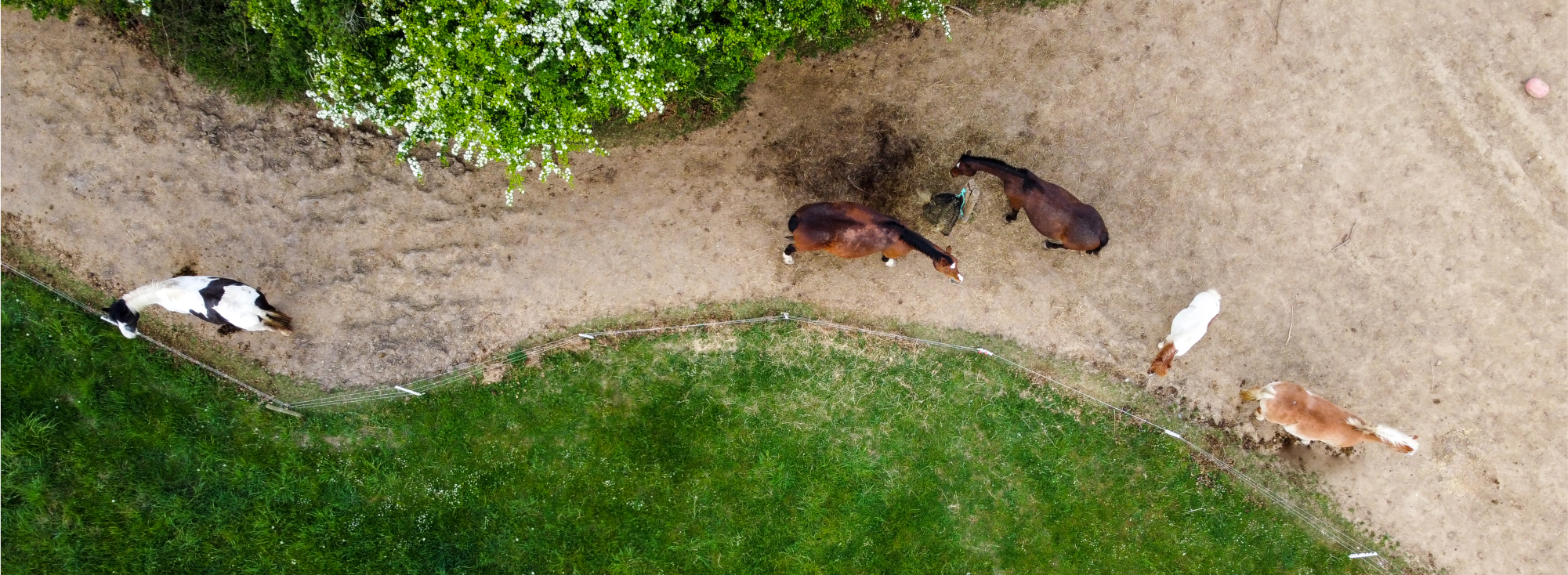Horses on a track from above