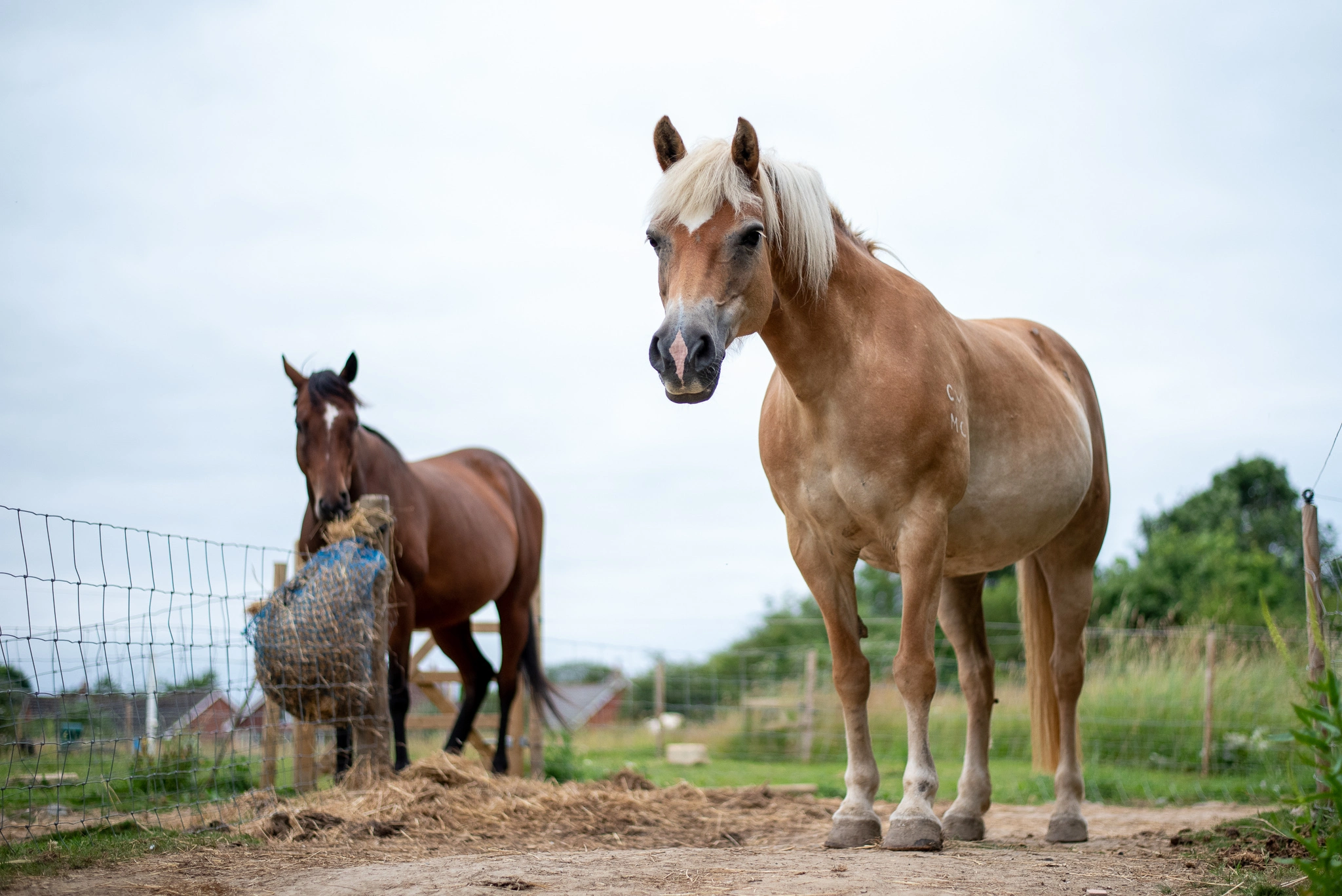 Two horses standing on a grass free track